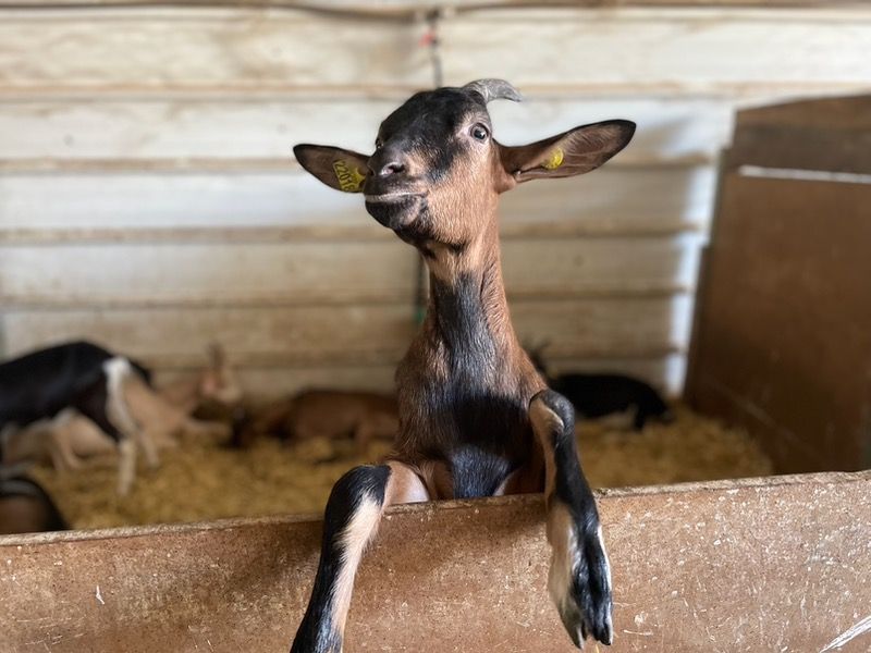 A curious kid goat leaning on a fence